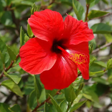 Sorriso Villa